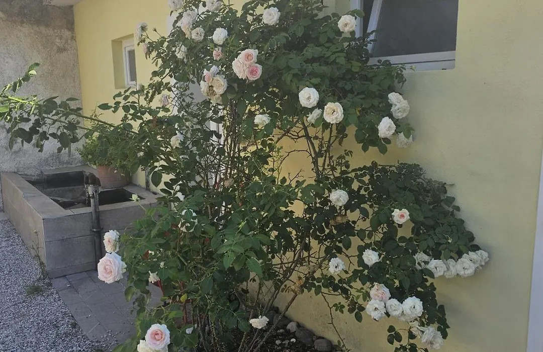 La Corte di Rosa-1