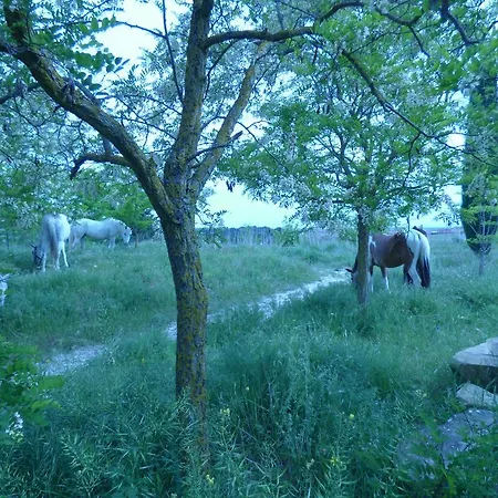 Campo de Reyes-2